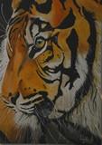 Tigre